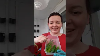 5.05.2023 ОГОРОД НА БАЛКОНЕ. 🥒Первые огурчики, редиска🌱🧅