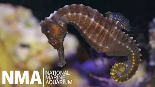 NEW Seahorse Exhibit at the UK's LARGEST Aquarium! - NMA Plymouth