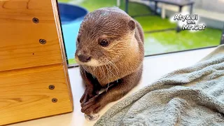 Otter Trying To Sneak Ice Into a Room [Otter Life Day 902]