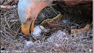 AEF NEFL ~ Beau's 2nd Incubation Shift Lasts 3 Hours! Covers The Egg w/ Moss! Gabby Returns! 1.3.24