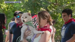 Parade of Shiba Inu Dogs at Pease Park | FOX 7 Austin