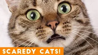 Funniest Scaredy Cat Compilation 2018 | Funny Pet Videos!