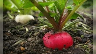 Садим редис, секреты супер урожая