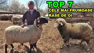 TOP 7 CELE MAI FRUMOASE RASE DE OI DIN ROMANIA - FILMATE DE MINE!