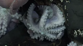 Octopus Odyssey | 4K ROV Highlights