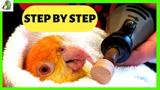 How to Groom a Bird | Parrot Wing & Nail Clipping