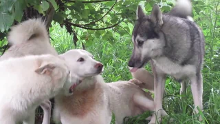 Соболь ухаживает за Лаймой.