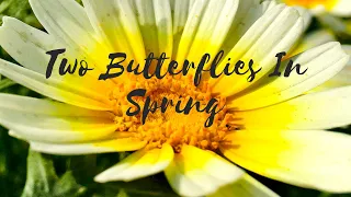 Ronan Ace - Two Butterflies In Spring (Official Audio)