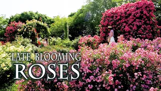 Late-Blooming Spring Roses at Keisei Rose Garden 2023. 首都圏で遅咲きのバラが見頃  #rose #roses #ばら