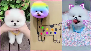 Tik Tok Chó Phốc Sóc Mini 😍 Funny and Cute Pomeranian #112