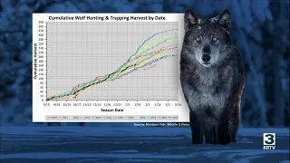 Wolf hunting season in Montana features several changes