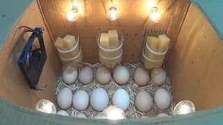 How to make an incubator at home and hatch chickens | كيف تصنع حاضنة في المنزل وتفقس الدجاج