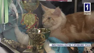 У Кривому Розі пройшла зимова виставка котів