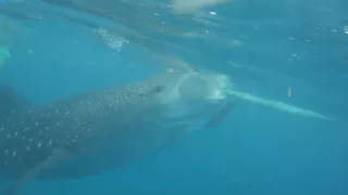 Swimming with Whale Sharks @ Oslob, Philippines