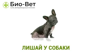 Лишай у Собаки - Признаки, Лечение и Что Делать? // Сеть Ветклиник Био-Вет