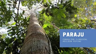 Paraju - Plantas da Amazônia
