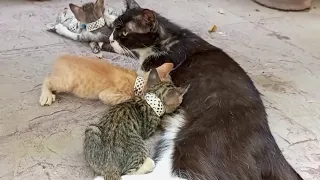 Heroic Mom Cat Defends Her Kittens from Street Dog Attack!