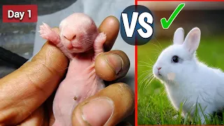 Baby Rabbit Growing Up - Cute rabbit growth