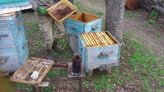 Пчелы плохо развиваются - Мои ошибки пчеловодства