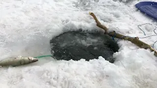 Ice Fishing With Nets