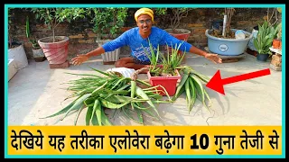 एलोवेरा को कैसे मोटा और बड़ा करें🔥 / Complete care and information for aloe vera in hindi