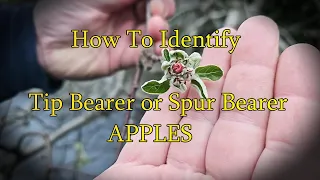 How to find FRUIT BUDS on Apple trees. Spur or Tip Bearing