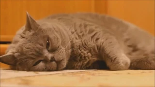 Подборка смешных видео с котами 2017/ Cats