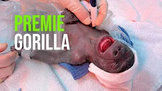 Fort Worth Zoo Announces Successful Birth of Premature Gorilla Via Emergency Cesarean Section