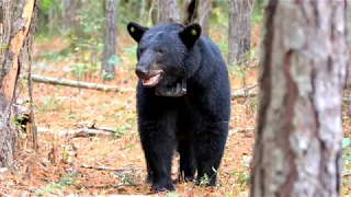 Bears in Alabama