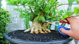 SELEKSI TUNAS BAHAN BONSAI SANCANG