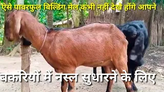 #Powerful#Sirohi#Patra#breeder#goat#breeding#goat#crossing#goat#meeting#bakri#hit#me#he#kase#pechane