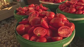 Turkish spicy tomato sauce by Zeytinlibogaz permaculture farm