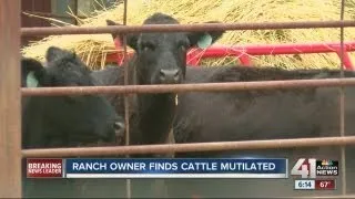 Rancher mystified by cattle mutilations