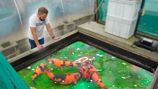 How to Grow Koi Fish BIG with Ricky Stoddart **Hi Utsuri**