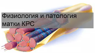 Физиология и патология матки КРС