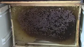 Необычный способ хранения суши.An unusual method of storing the honeycomb