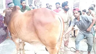 Expert Qasai Big Cow Qurbani Eid Ul Azha 2023 COW QURBANI 2023 #shorts #cow #camel #eiduladha2023