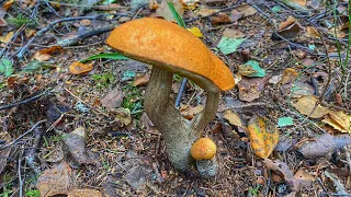 Осенний лес - счастье грибника | Собираем грибную солянку  в смешанном лесу | Грибы сентябрь 2021