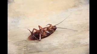 You can now name a cockroach after your ex for Valentine's Day