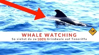 WHALE WATCHING 🐳 So siehst du zu 100% Grindwale und Delfine auf TENERIFFA  | unaufschiebbar.de