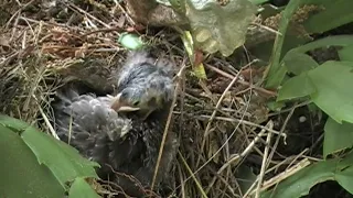 2022 Wren Nest Day 9