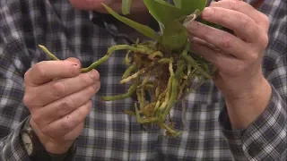 Repotting Grocery Store Orchids