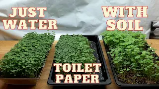 How To Grow Chia Microgreens - 3 Ways