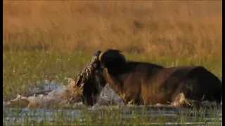 Powerful Crocodile Hunts Buffalo