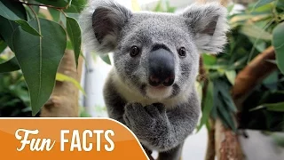 10 Fun Facts About Koalas