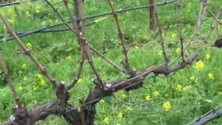 Pruning at V. Sattui with David Bejar 2010