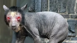 The Way This Animal Mutated Shocked the Whole World