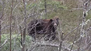 A Very Close Call With A Giant Cinnamon Bear Named Big Red