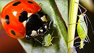 Ladybug - SAVES ORCHIDS from pests!!! Aphids on an orchid. Insect pests.