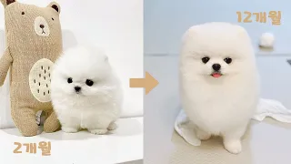 A year of growth for a baby dog 🐾 White Pomeranian.